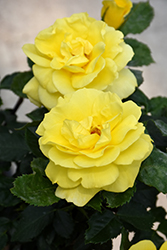 Sunsprite Rose (Rosa 'Sunsprite') at A Very Successful Garden Center