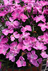 Beauties Kahori Pink Pinks (Dianthus 'Kahori Pink') at A Very Successful Garden Center