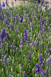 Blue Spear Lavender (Lavandula angustifolia 'PAS1213794') at Stonegate Gardens