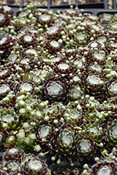 Cobweb Buttons Hens And Chicks (Sempervivum arachnoideum 'Cobweb Buttons') at Lakeshore Garden Centres