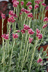 Red Pussytoes (Antennaria dioica 'Rubra') at A Very Successful Garden Center