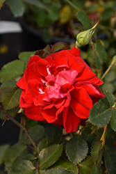Canadian Shield Rose (Rosa 'CCA576') at A Very Successful Garden Center