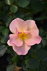 Chinook Rose (Rosa 'VLR001') at Stonegate Gardens