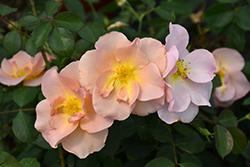 Chinook Rose (Rosa 'VLR001') at Green Thumb Garden Centre