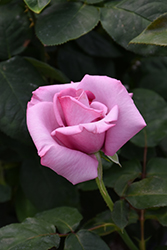 Paradise Rose (Rosa 'Paradise') at Stonegate Gardens