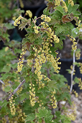 White Lake White Currant (Ribes 'White Lake') at A Very Successful Garden Center