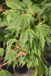 Northern Glow Maple (Acer 'Hasselkus') at A Very Successful Garden Center