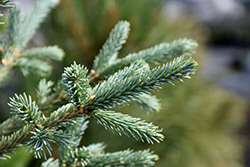 Arctos Siberian Spruce (Picea obovata 'Arctos') at The Mustard Seed