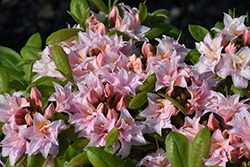 Electric Lights Double Pink Azalea (Rhododendron 'UMNAZ 493') at Lakeshore Garden Centres