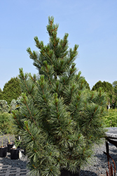 Westerstede Swiss Stone Pine (Pinus cembra 'Westerstede') at A Very Successful Garden Center