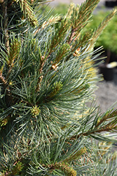 Northern Blue Limber Pine (Pinus flexilis 'Northern Blue') at A Very Successful Garden Center