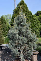 Pacific Blue Macedonian Pine (Pinus peuce 'Pacific Blue') at Lakeshore Garden Centres