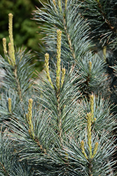 Pacific Blue Macedonian Pine (Pinus peuce 'Pacific Blue') at Stonegate Gardens