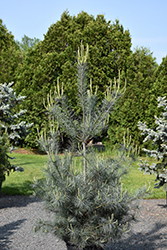Blue Clovers White Pine (Pinus strobus 'Blue Clovers') at A Very Successful Garden Center