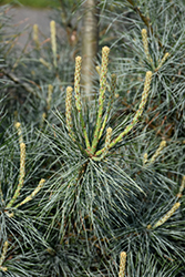 Blue Clovers White Pine (Pinus strobus 'Blue Clovers') at A Very Successful Garden Center
