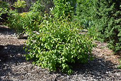 HomeFree Nannyberry Viburnum (Viburnum lentago 'HomeFree') at Lakeshore Garden Centres