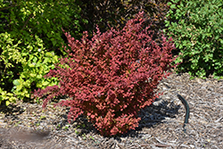 First Editions Toscana Barberry (Berberis thunbergii 'BailJulia') at Stonegate Gardens