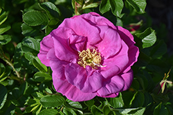 Lotty's Love Rose (Rosa rugosa 'BOC rogosnif') at A Very Successful Garden Center