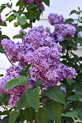 Virtual Violet Lilac (Syringa 'Bailbridget') at Stonegate Gardens