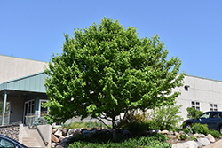 Burgundy Belle Red Maple (Acer rubrum 'Magnificent Magenta') at Lakeshore Garden Centres