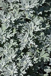 Silver Brocade Artemisia (Artemisia stelleriana 'Silver Brocade') at Lakeshore Garden Centres