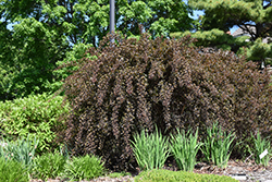 Summer Wine Ninebark (Physocarpus opulifolius 'Seward') at A Very Successful Garden Center