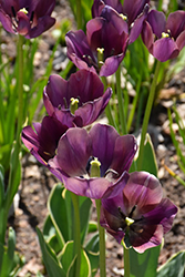 Caravelle Design Tulip (Tulipa 'Caravelle Design') at A Very Successful Garden Center