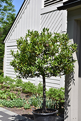 Bay Laurel (tree form) (Laurus nobilis (tree form)) at A Very Successful Garden Center