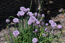 Staro Chives (Allium schoenoprasum 'Staro') at A Very Successful Garden Center