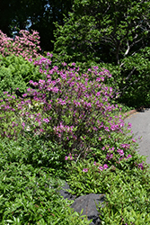Lilac Lights Azalea (Rhododendron 'Lilac Lights') at The Mustard Seed
