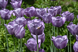 Bleu Aimable Tulip (Tulipa 'Bleu Aimable') at A Very Successful Garden Center