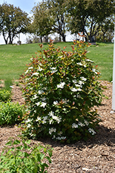 Redwing Highbush Cranberry (Viburnum trilobum 'JN Select') at Schulte's Greenhouse & Nursery