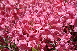 Rosy Lights Azalea (Rhododendron 'Rosy Lights') at The Mustard Seed