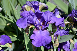 His Royal Highness Bearded Iris (Iris 'His Royal Highness') at Stonegate Gardens