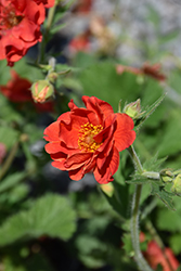 Double Bloody Mary Avens (Geum 'Double Bloody Mary') at Stonegate Gardens