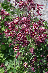 Winky Red And White Columbine (Aquilegia 'Winky Red And White') at A Very Successful Garden Center