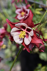 Swan Red and White Columbine (Aquilegia 'Swan Red and White') at Stonegate Gardens