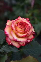 Dream Come True Rose (Rosa 'Dream Come True') at Lakeshore Garden Centres
