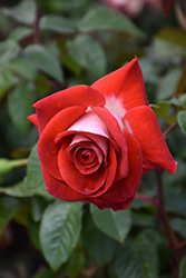 Smokin' Hot Rose (Rosa 'WEKmopaga') at Lakeshore Garden Centres