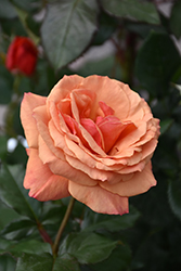 Anna's Promise Rose (Rosa 'WEKdoofat') at Lakeshore Garden Centres