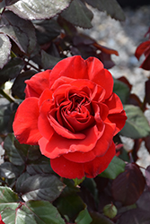 Legends Rose (Rosa 'Legends') at Stonegate Gardens