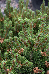 Lakeview Mugo Pine (Pinus mugo 'Lakeview') at Stonegate Gardens