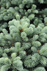 Zafiro Colorado Spruce (Picea pungens 'Zafiro') at A Very Successful Garden Center