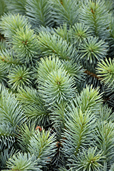 Christina Miniature Blue Spruce (Picea pungens 'Christina') at Stonegate Gardens