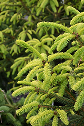 The Limey Norway Spruce (Picea abies 'The Limey') at A Very Successful Garden Center