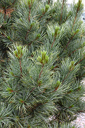 Silver Sheen Swiss Stone Pine (Pinus cembra 'Silver Sheen') at A Very Successful Garden Center