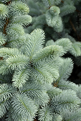 Hoopsii Blue Spruce (Picea pungens 'Hoopsii') at A Very Successful Garden Center