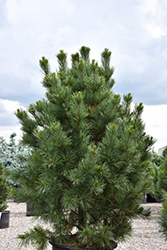 Silver Sheen Swiss Stone Pine (Pinus cembra 'Silver Sheen') at Lakeshore Garden Centres