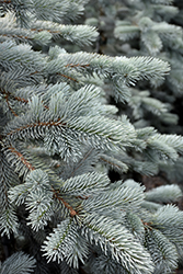 Thomsen Colorado Spruce (Picea pungens 'Thomsen') at Lakeshore Garden Centres