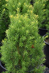 Nova Japanese Yew (Taxus cuspidata 'Nova') at A Very Successful Garden Center